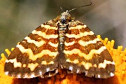 Small Radiating Carpet Moth (Chrysolarentia chrysocyma)